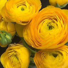 Load image into Gallery viewer, Yellow Ranunculus - Terrace Garden France