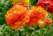Load image into Gallery viewer, Ranunculus Orange - Terrace Garden France