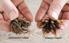 Load image into Gallery viewer, Ranunculus Romance "Maillane" - Terrace Garden France