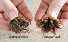 Load image into Gallery viewer, Ranunculus Romance "Perigord" - Terrace Garden France