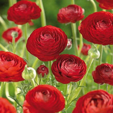 Load image into Gallery viewer, Ranunculus Red - Terrace Garden France