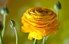 Load image into Gallery viewer, Yellow Ranunculus - Terrace Garden France