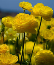 Load image into Gallery viewer, Yellow Ranunculus - Terrace Garden France