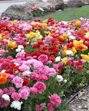 Load image into Gallery viewer, Ranunculus Mix - Terrace Garden France