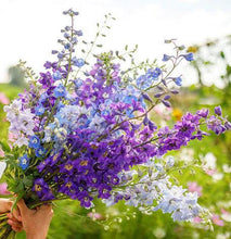 Load image into Gallery viewer, Larkspur (delphinium consolida) mix - Terrace Garden France