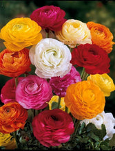 Load image into Gallery viewer, Ranunculus Mix - Terrace Garden France