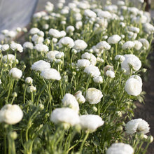 Load image into Gallery viewer, Ranunculus White - Terrace Garden France