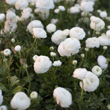 Load image into Gallery viewer, Ranunculus White - Terrace Garden France
