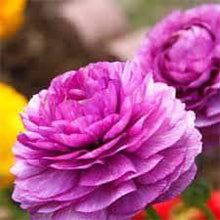 Load image into Gallery viewer, Ranunculus Purple - Terrace Garden France