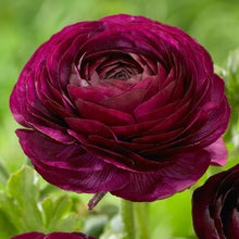 Load image into Gallery viewer, Ranunculus Purple - Terrace Garden France