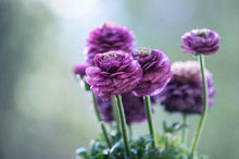 Load image into Gallery viewer, Ranunculus Purple - Terrace Garden France