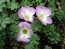 Load image into Gallery viewer, Oxalis Adenophylla - Terrace Garden France