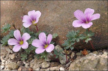 Load image into Gallery viewer, Oxalis Adenophylla - Terrace Garden France