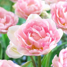 Load image into Gallery viewer, Tulip Angelique - Terrace Garden France