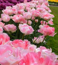 Load image into Gallery viewer, Tulip Angelique - Terrace Garden France