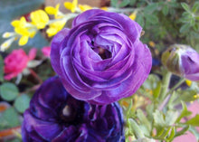 Load image into Gallery viewer, Ranunculus Purple - Terrace Garden France