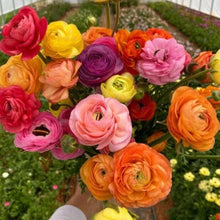 Load image into Gallery viewer, Ranunculus Mix - Terrace Garden France