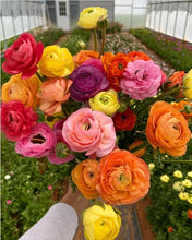 Load image into Gallery viewer, Ranunculus Rainbow Mix - Terrace Garden France