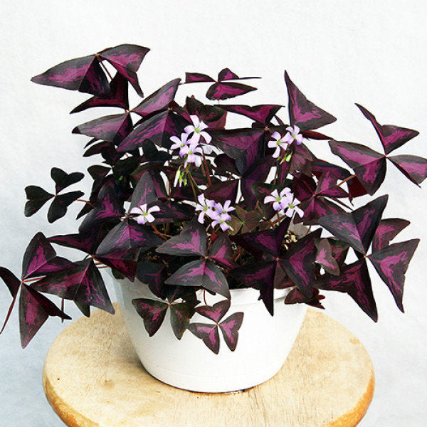 Oxalis Triangularis (bulb/rhizome), Wood sorrel, purple shamrock