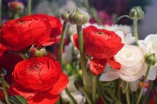 Load image into Gallery viewer, Ranunculus "CandyCane" Mix - Terrace Garden France