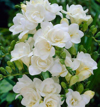 Load image into Gallery viewer, Freesia Double White bulbs/corms - Terrace Garden France