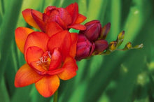 Charger l'image dans la galerie, Freesia Double Red bulbs/corms - Terrace Garden France