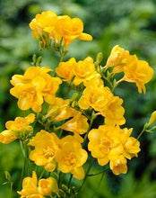 Load image into Gallery viewer, Freesia Double Yellow bulbs/corms - Terrace Garden France