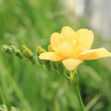 Load image into Gallery viewer, Freesia Double Yellow bulbs/corms - Terrace Garden France