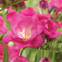 Load image into Gallery viewer, Freesia Double Pink bulbs/corms - Terrace Garden France
