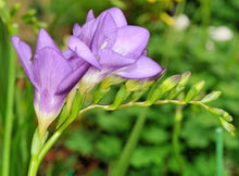 Charger l'image dans la galerie, Freesia Double Purple bulbs/corms - Terrace Garden France