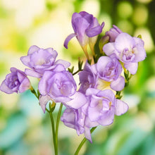 Charger l'image dans la galerie, Freesia Double Purple bulbs/corms - Terrace Garden France