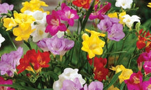 Load image into Gallery viewer, Freesia Single Mix - Terrace Garden France