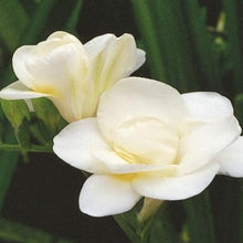 Load image into Gallery viewer, Freesia Double White bulbs/corms - Terrace Garden France
