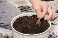 Load image into Gallery viewer, Freesia Double Mixed bulbs/corms - Terrace Garden France