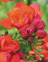 Charger l'image dans la galerie, Freesia Double Red bulbs/corms - Terrace Garden France