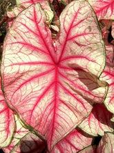 Load image into Gallery viewer, Caladium Rhapsody - Terrace Garden France