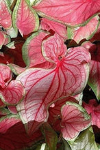 Load image into Gallery viewer, Caladium Florida Sweetheart - Terrace Garden France