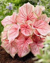 Load image into Gallery viewer, Caladium Florida Sweetheart - Terrace Garden France