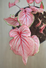 Load image into Gallery viewer, Caladium Florida Sweetheart - Terrace Garden France