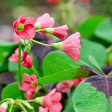 Load image into Gallery viewer, Oxalis Iron Cross - Terrace Garden France