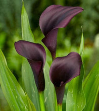 Load image into Gallery viewer, Calla Lily "Odessa" - Terrace Garden France