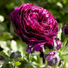 Load image into Gallery viewer, Ranunculus Tomer Purple - Terrace Garden France