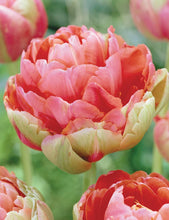 Load image into Gallery viewer, Tulip Renown Unique - Terrace Garden France