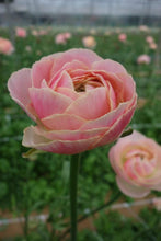 Load image into Gallery viewer, Ranunculus Romance "Maritime" - Terrace Garden France