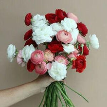 Load image into Gallery viewer, Ranunculus Valentine Mix - Terrace Garden France