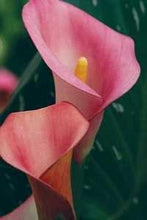 Load image into Gallery viewer, Calla Lily "Pillow Talk" - Terrace Garden France