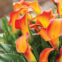Load image into Gallery viewer, Calla Lily "Morning Sun" - Terrace Garden France