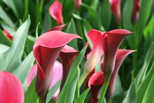 Load image into Gallery viewer, Calla Lily "California Red" - Terrace Garden France