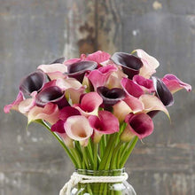 Load image into Gallery viewer, Calla Lily "Pastels Mix" - Terrace Garden France