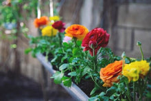 Load image into Gallery viewer, Ranunculus Tomer Yellow - Terrace Garden France